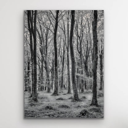 Brighstone Forest Infared Photograph Gallery Isle of Wight Landscape Prints