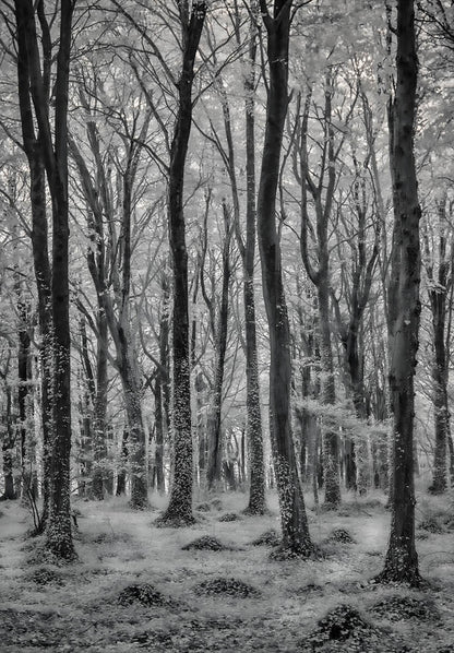 Brighstone Forest Infared Photograph Isle of Wight Landscape Prints